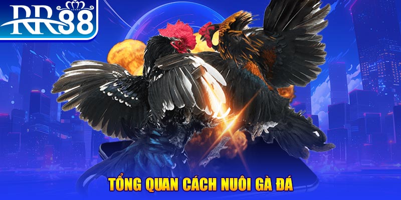 zet bet game nổ hũ rút tiền mặt là gì