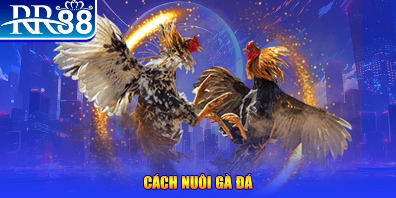 zet bet Ws168 Đá Gà