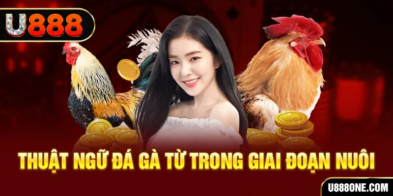 zet bet xổ số miền bắc 90 ngày