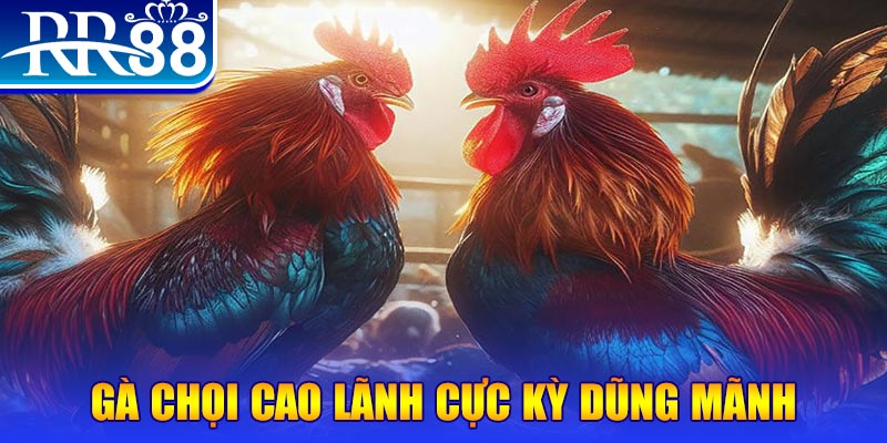 zet bet HB Điện Tử