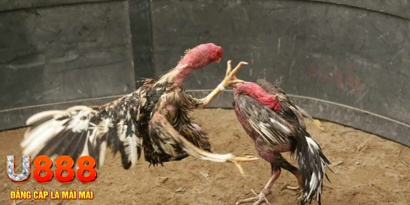 zet bet đăng nhập liêng hôm nay